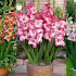 Jak zasadit gladioly v květináči na zahradě - pravidla pěstování a péče